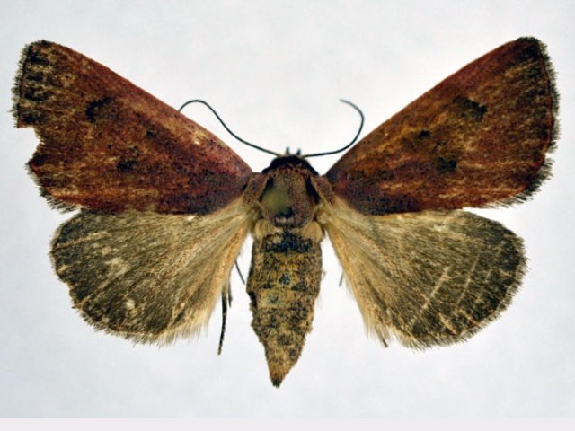 Plecoptera sarcistis